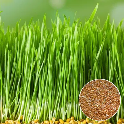 Просо семена микрозелени Agrocity купить, цена в интернет-магазине  Супермаркет Семян