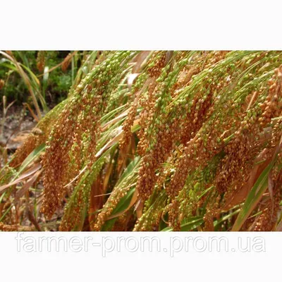 Полтавские элитные семена озимой пшеницы, гороха, проса |  Селекционно-производственный центр “Яровит”