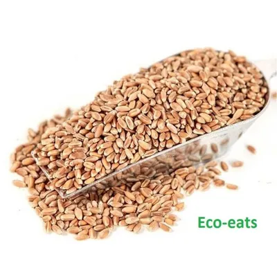 Семена пшеницы для проращивания купить в Москве - интернет-магазин  Eco-Eats.ru