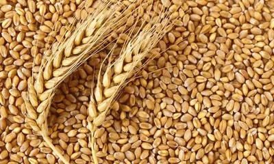 Пшеница зерно для проращивания и витграсс, 1,5 кг - купить с доставкой по  выгодным ценам в интернет-магазине OZON (168995889)