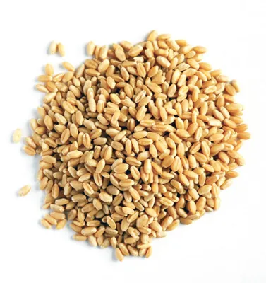 Семена \"Пшеница\" 1 кг. купить в Могилеве