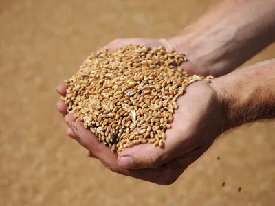 Озимая пшеница — внимание к обработке семян перед посевом