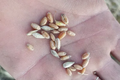 Зерно пшеницы для проращивания 4кг ДИАМАРТ полезная Еда 12898059 купить в  интернет-магазине Wildberries