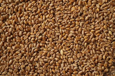Семена Пшеницы — стоковые фотографии и другие картинки Боб - Боб, Бобовые,  Вариация - iStock