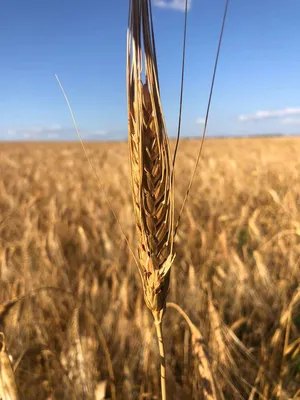 ᐅ Купить пшеница зерно, 1 кг. (рб) в Минске — Дом Пива