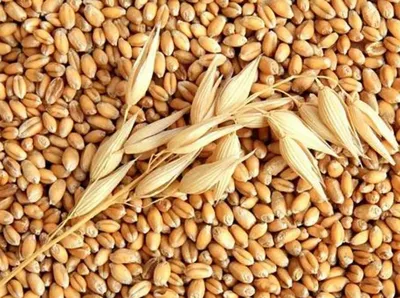 Семена пшеницы и ячменя на посев - Купить гибриды пшеницы и ячменя в Grano