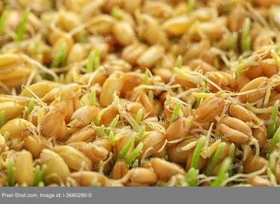 Пшеница для проращивания витграсса/проростков/травки для домашних животных  купить в магазине «Ильинские травы»