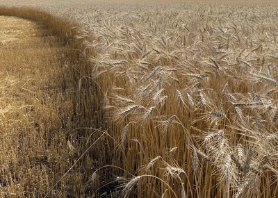Семена микрозелени: пшеница купить
