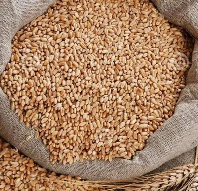 Семена пшеницы Einkorn стоковое изображение. изображение насчитывающей еда  - 97451489
