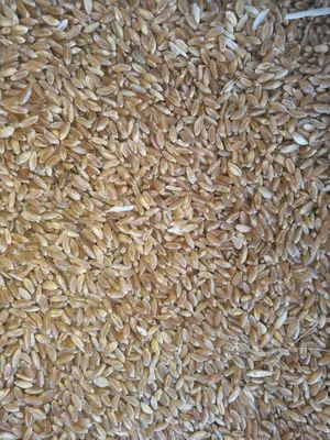 Семена пшеницы среднераннего озимого сорта Saaten Union Мулан Купить по  цене 2024 | SVG Group