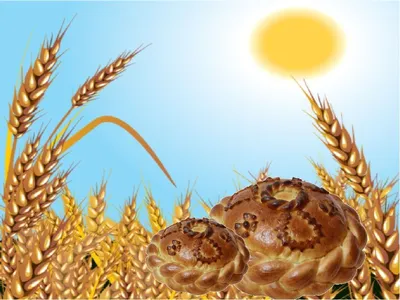 Семена озимой твердой пшеницы - Высокоурожайные семена в России