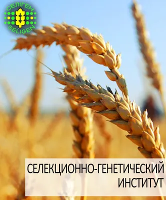 Мукомольные свойства зерна пшеницы и ржи - статьи АО \"Мельинвест\"