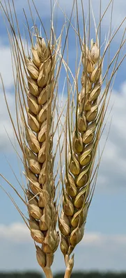 Народные семена Пшеница для проращивания и витграсс
