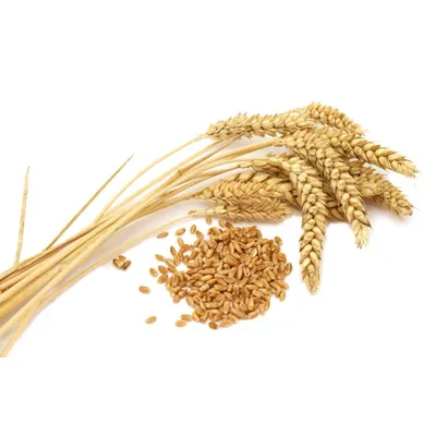 Семена пшеницы озимой Ванесса Чехия 1-я репродукция, 50 кг (ID#1469058923),  цена: 750 ₴, купить на Prom.ua