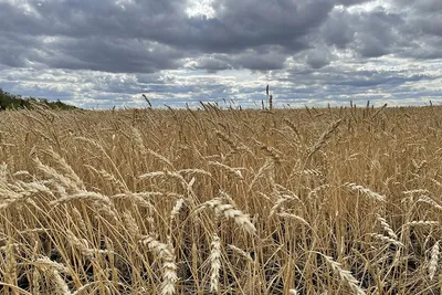 Семена Пшеница 500г Bild