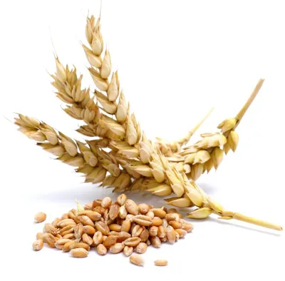Купить семена Пшеница озимая СГИ-100, Украина - Компания ФОРСАГРО