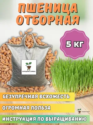 Украинские семена пшеницы от Агрокорпорация «Степная» по доступным ценам -  купить лучшие семена озимой пшеницы