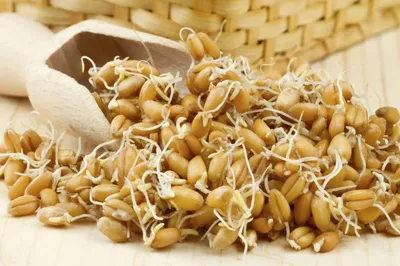 Продажа - Семена пшеницы яровой мягкой