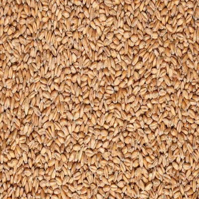Купить семена пшеницы \"Богдана\" по низкой цене с доставкой по Украине
