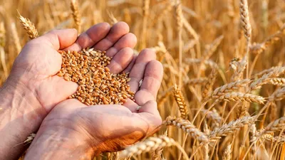 Народные семена Семена пшеницы 5 кг