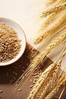 Зерно пшеницы (ЗПрф-01), ОСО 10-207-205