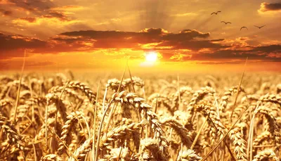 Семена пшеницы в руках стоковое изображение. изображение насчитывающей  ландшафт - 52428151