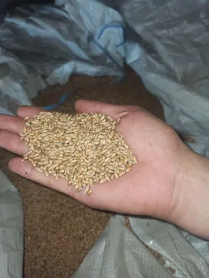 Семена пшеницы Einkorn Heirloom органические Стоковое Изображение -  изображение насчитывающей диплоидно, зерна: 99353615