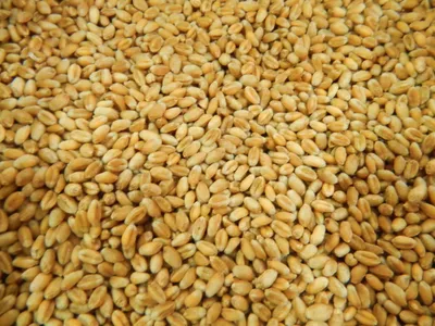 Семена пшеницы стоковое изображение. изображение насчитывающей хлопья -  33363361