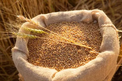 Посевные качества семян пшеницы ✓ публикация АГРОСЕПМАШ