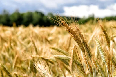 Тысячу тонн семян пшеницы Кыргызстану предоставит Узбекистан — что еще -  17.03.2021, Sputnik Кыргызстан
