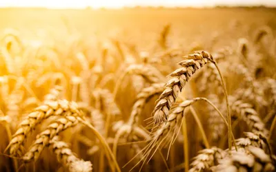 Семена Пшеница, 3 кг (комплект из 5 шт) | AliExpress