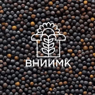 Семена рапса Драго - купить с доставкой по России