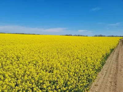 Семена рапса ДК Экспеншн (Декалб) купить в Украине, описание гибрида,  отзывы, цена, доставка | Агроэксперт-Трейд