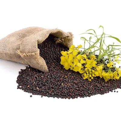 Семена рапса ЕС Дарко (Евралис) купить в Украине, описание гибрида, отзывы,  цена, доставка | Агроэксперт-Трейд
