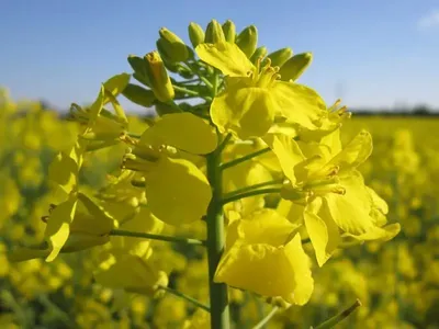 Продам семена рапса, купить семена рапса, Воронежская обл — Agro-Russia