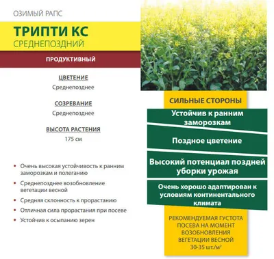 Рапс, соя, кукуруза: сколько ГМО в украинском зерне — Latifundist.com