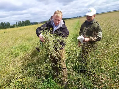 Семена рапса Геркулес - купить в Украине▷ Яблуком