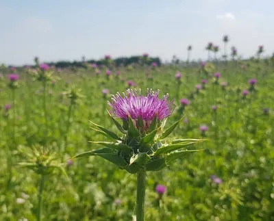 Семена расторопши