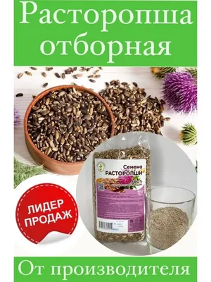 Семена расторопши в Воронеже, купить семена расторопши оптом по доступным  ценам