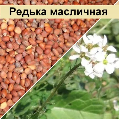 Семена редьки Черная Зимняя купить в Украине | Веснодар