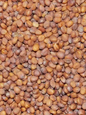 Семена редьки масличной 100 г купить в Украине с доставкой | Цена в  Svitroslyn.ua