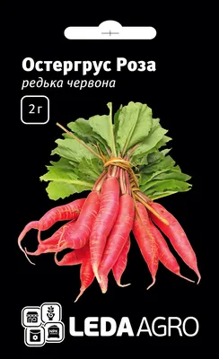 Семена редьки масличной, 1 кг купить в рассрочку и кредит в Минске и  Беларуси