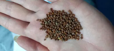 Семена редьки сорт Зимняя круглая черная купить | Питомник ВАСХНиЛ