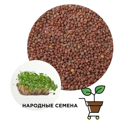 Купить Семена - Редька Красная, зимняя, 2 г. ❱❱ Колибри-маркет ❰❰❰