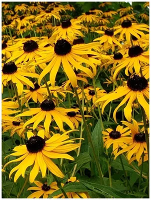 Семена Рудбекия многолетняя желтая (Rudbeckia Goldsturm), 50 штук — купить  в интернет-магазине по низкой цене на Яндекс Маркете