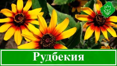 🌻 Рудбекия – посадка и уход: выращивание рудбекии из семян; виды и сорта  рудбекии - YouTube