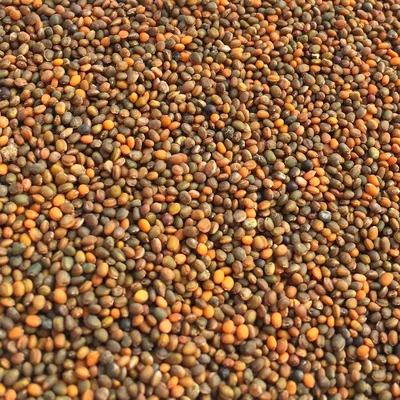 Семена рукколы микрозелень 100г купить недорого в Украине