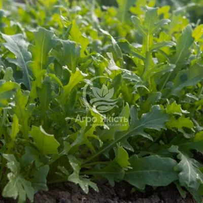 Семена Микрозелень Руккола 5г купить в Екатеринбурге, цена на сайте ДиаМарка