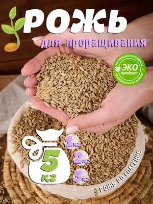 Семена зерновых ложкой и ушами зерна ржи и пшеницы в фоновом режиме  Стоковое Изображение - изображение насчитывающей естественно, семя:  210946775