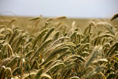 Ржаные Зерна, Ржаной Фото, Рожь Фон, Сухой Рожь, Вегетарианское Питание,  Органическая Рожь, Семена Ржи, Рожь Сырой, Крупы Фото, Рожь Для Каши  Фотография, картинки, изображения и сток-фотография без роялти. Image  58368446